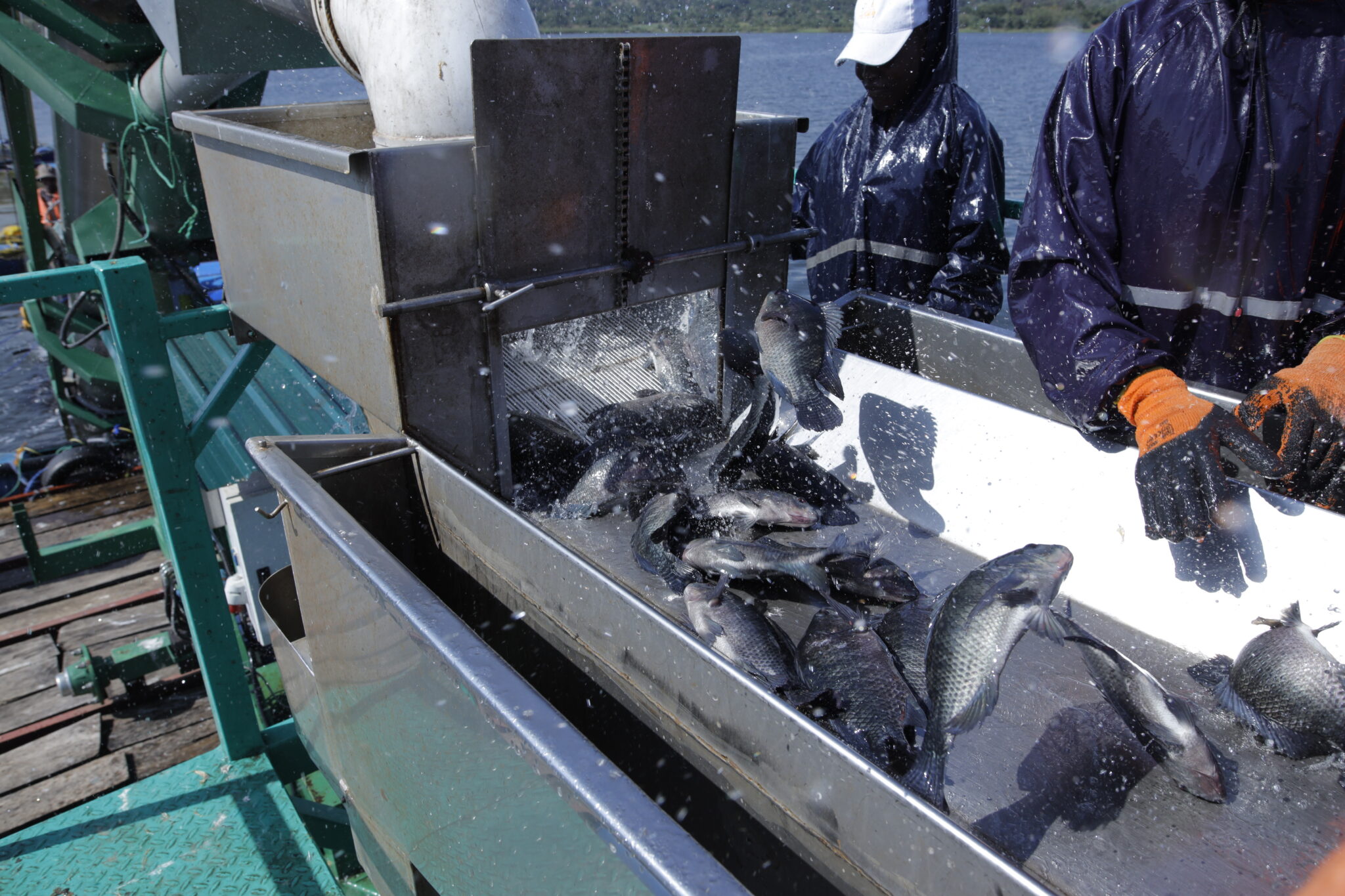 Harvesting and Post-harvest Handling of Fish at a Fish Farm – Planex ...