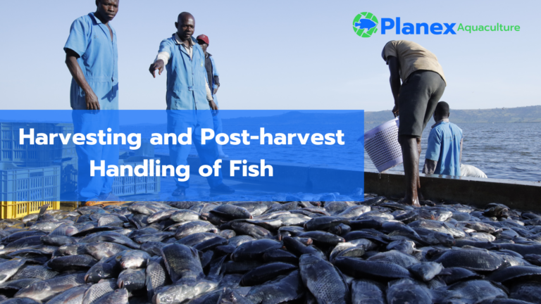 Harvesting and Post-harvest Handling of Fish at a Fish Farm – Planex ...